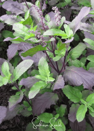 Red Holy Basil – 250 Seeds