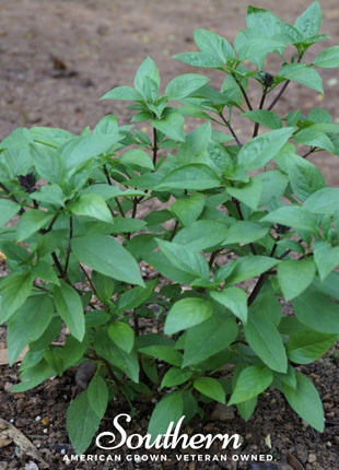 Licorice Basil – 250 Seeds
