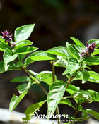 Licorice Basil – 250 Seeds