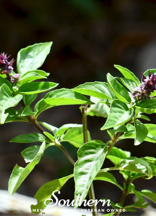 Licorice Basil – 250 Seeds