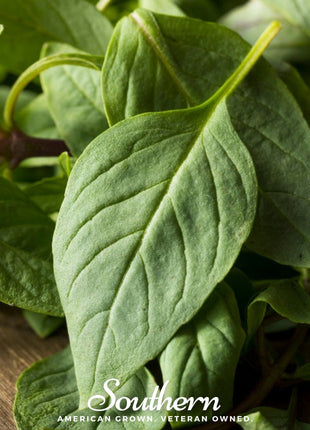 Licorice Basil – 250 Seeds