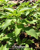 Lime Basil – 250 Seeds