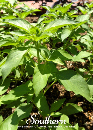 Lime Basil – 250 Seeds