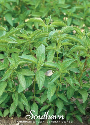 Lime Basil – 250 Seeds