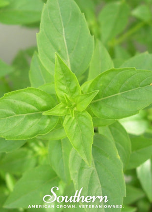 Lime Basil – 250 Seeds