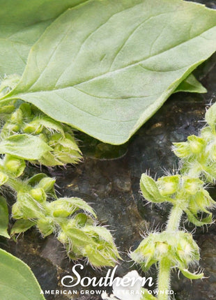 Lime Basil – 250 Seeds