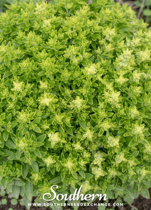 Piccolino Basil – 20 Seeds
