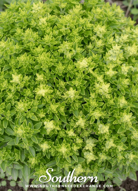 Piccolino Basil – 20 Seeds