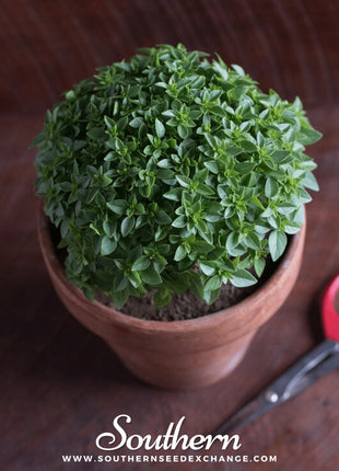Piccolino Basil – 20 Seeds