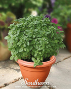 Piccolino Basil – 20 Seeds
