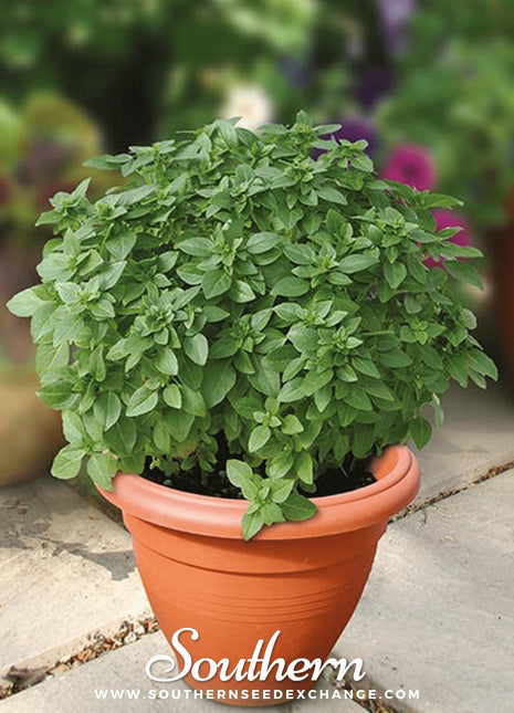 Piccolino Basil – 20 Seeds