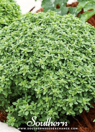 Piccolino Basil – 20 Seeds