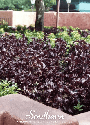 Purple Ruffles Basil – 250 Seeds