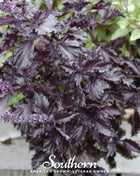 Purple Ruffles Basil – 250 Seeds