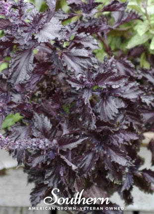 Purple Ruffles Basil – 250 Seeds