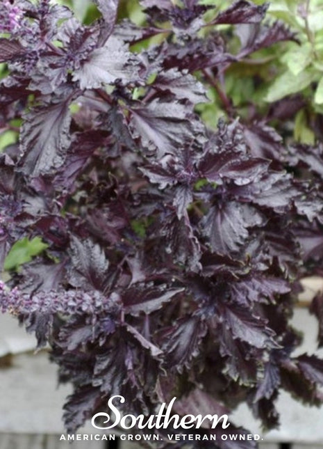 Purple Ruffles Basil – 250 Seeds