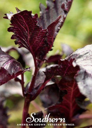 Purple Ruffles Basil – 250 Seeds