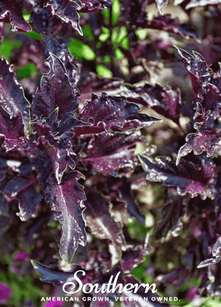 Purple Ruffles Basil – 250 Seeds