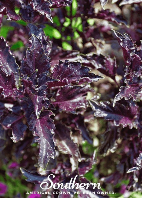 Purple Ruffles Basil – 250 Seeds