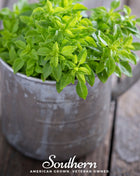 Spicy Globe Basil – 250 Seeds