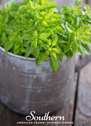 Spicy Globe Basil – 250 Seeds