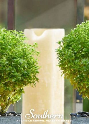 Spicy Globe Basil – 250 Seeds