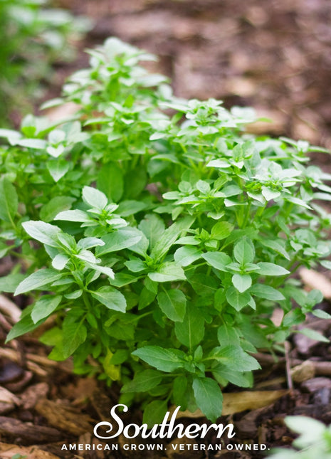 Spicy Globe Basil – 250 Seeds