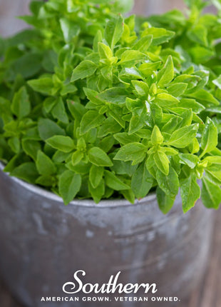 Spicy Globe Basil – 250 Seeds