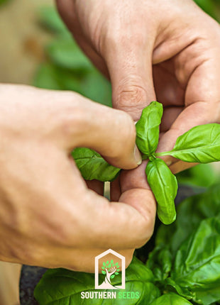 Sweet Basil – 250 Seeds