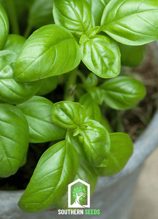 Sweet Basil – 250 Seeds
