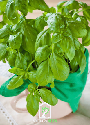 Sweet Basil – 250 Seeds
