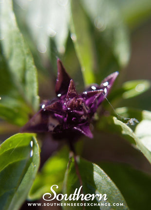 Thai Siam Queen Basil – 250 Seeds