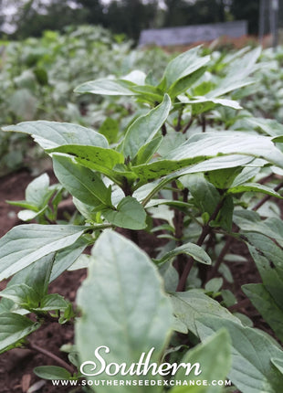 Thai Siam Queen Basil – 250 Seeds