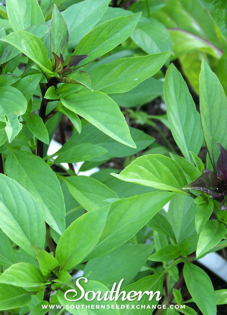 Thai Siam Queen Basil – 250 Seeds