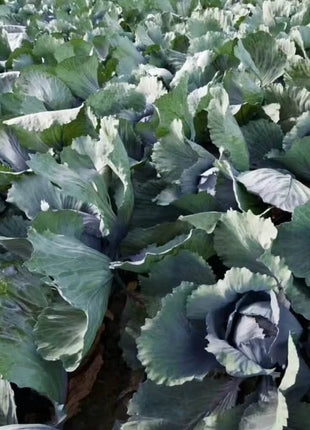 Red Acre Cabbage – 100 Seeds