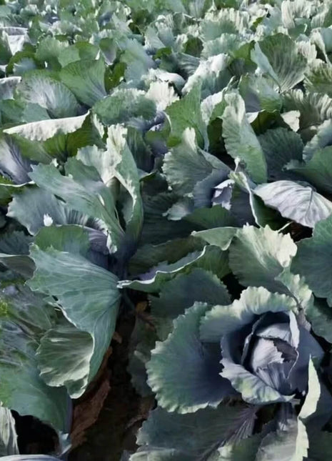 Red Acre Cabbage – 100 Seeds