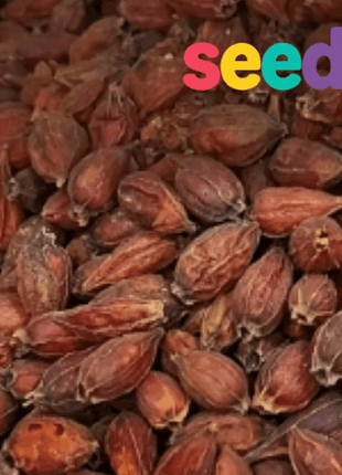 Gardenia Seeds