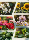Jasmine + Sunflower + Zinnia + Cosmos + Basil + Mint — 20000+ Seeds