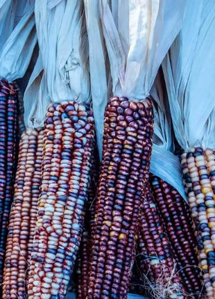 Indian Ornamental Corn – 30 Seeds