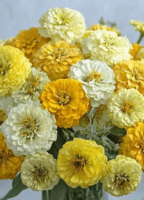 Lemon Meringue Zinnia – 100 Seeds