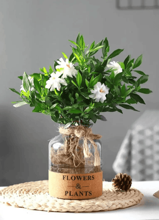 Gardenia Seeds