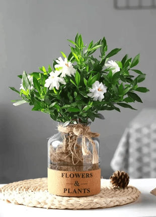 Tulip Seeds - Grow a Stunning Spring Garden Full of Color