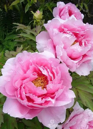 Peony Seeds (Autumn Saw)