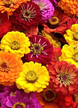 California Giants Zinnia – 100 Seeds