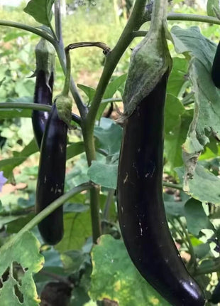 Long Purple Eggplant – 50 Seeds