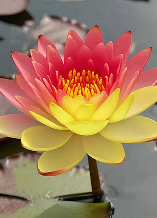🔥 [7 days germination] Last Day Sale -49% OFF💐The Sacred Bonsai Bowl Lotus Flower