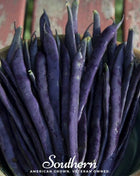 Blue Coco Bean (Pole) – 30 Seeds