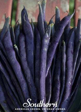 Blue Coco Bean (Pole) – 30 Seeds