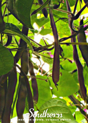 Blue Coco Bean (Pole) – 30 Seeds