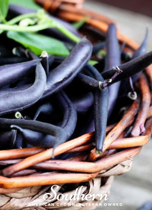 Blue Coco Bean (Pole) – 30 Seeds